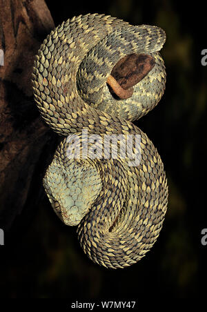 African / Variable Bush Viper (Atheris squamigera) captive, from West and Central Africa Stock Photo