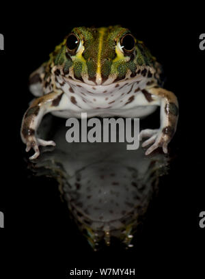 African Bull Frog / Pixie Frog (Pyxicephalus adsperus) captive from Southern Africa Stock Photo