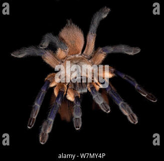 Socotra Island Blue Baboon Tarantula (Monocentropus balfouri) captive from Yemen Stock Photo