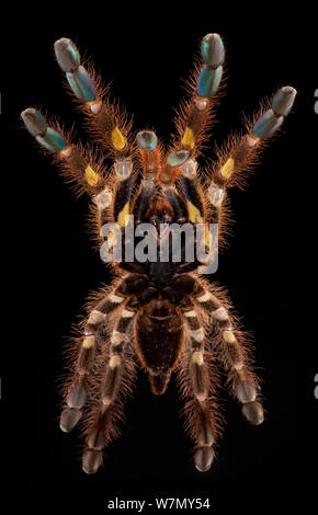 Redslate ornamental tarantula (Poecilotheria rufilata) ventral view, captive from India Stock Photo