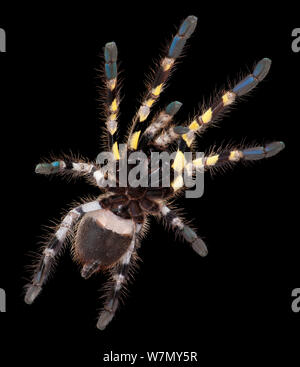 Indian Ornamental Tarantula, (Poecilotheria regalis) ventral view, captive, from India Stock Photo