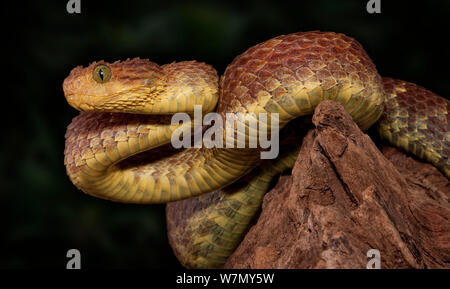 Stock photo of West African tree viper (Atheris chlorechis) portrait, Togo.  Controlled. Available for sale on