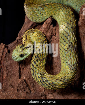 Atheris hispida, entre flores