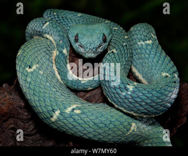 Side-Striped Palm Viper (Bothriechis lateralis) captive from Central America Stock Photo