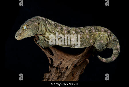 Leach's / New Caledonian Gecko (Rhacodactylus leachianus) captive from New Caledonia Stock Photo
