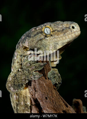 Leach's / New Caledonian Gecko (Rhacodactylus leachianus) captive from New Caledonia Stock Photo