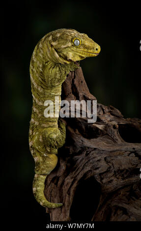 Leach's / New Caledonian Gecko (Rhacodactylus leachianus) captive from New Caledonia Stock Photo