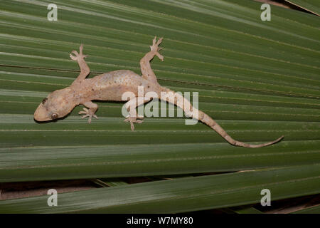 Afro-american house gecko (Hemidactylus mabouia) introduced into America from Africa, South Florida, USA Controlled conditions Stock Photo