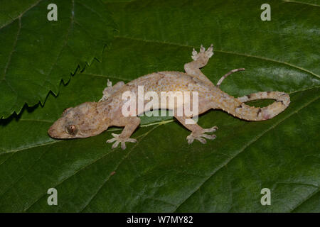 Afro-american house gecko (Hemidactylus mabouia) introduced into America from Africa, South Florida, USA Controlled conditions Stock Photo