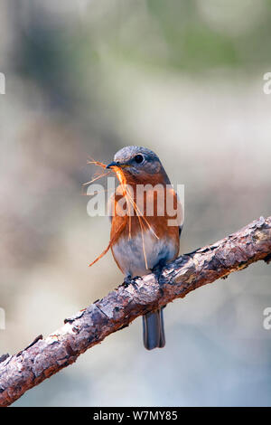 Eastern bluebird (Sialia sialis) female perched with nesting material, North Florida, USA Stock Photo