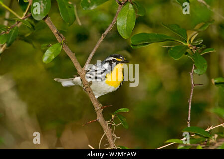 Yellow-throated warbler (Dendroica dominica) male perched, North Florida, USA Stock Photo