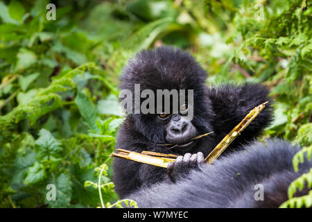 Mountain gorilla (Gorilla beringei) young portrait, Hirwa group, Volcanoes National Park, Rwanda, elevation 2610m Stock Photo