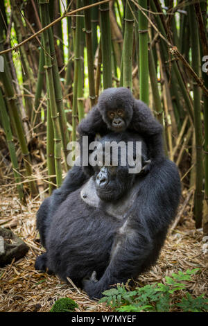 Mountain gorilla (Gorilla beringei) female with her young playing on her back in dense bamboo forest, Volcanoes National Park, Rwanda, Elevation 2610m Stock Photo