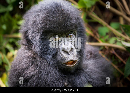 Young Mountain gorilla (Gorilla beringei) this is Gakuru, one of 2 twin infants from female Kabatwa in Hirwa Group, on slopes of the Sabyinyo Volcano, Volcanoes National Park, Rwanda elevation 2610 m Stock Photo