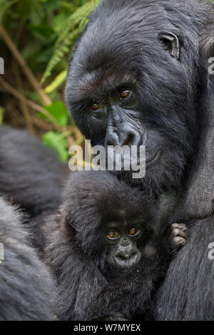 Mountain gorilla (Gorilla beringei) mother with young from Hirwa group. This is Gakuru, one of 2 twin infants  from female Kabatwa, on slopes of the Sabyinyo Volcano, Volcanoes National Park, Rwanda elevation 2610 m Stock Photo