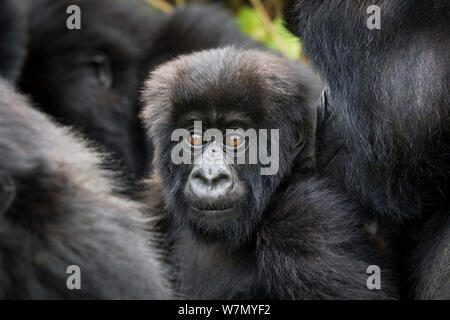 Young Mountain gorilla (Gorilla beringei) this is Gakuru, one of 2 twin infants from female Kabatwa in Hirwa Group, on slopes of the Sabyinyo Volcano, Volcanoes National Park, Rwanda elevation 2610 m Stock Photo