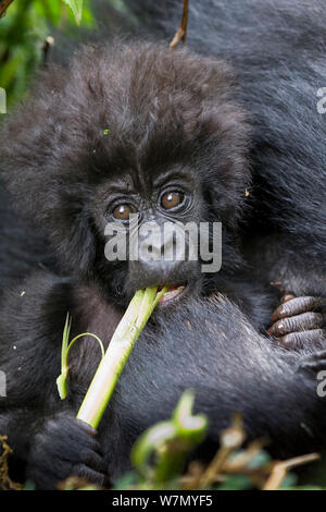 Mountain gorilla (Gorilla beringei) baby eating, part of Hirwa group, Volcanoes National Park. Rwanda, elevation 2630m Stock Photo