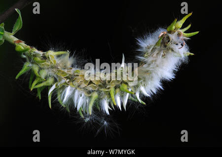 Grey willow tree (Salix cinerea) female catkin inflorescence releasing seeds, UK, May Stock Photo