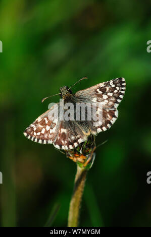 Grizzled skipper butterfly (Pyrgus malvae) at rest, Dorset, UK, May Stock Photo