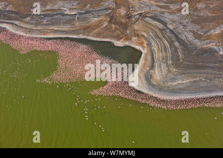 Aerial view of flock of Flamingos on shore of Lake Bogoria, salt lake, Rift Valley, Kenya, August 2009 Stock Photo