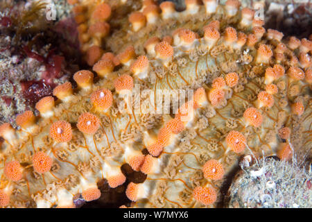 Spiny starfish (Marthasterias glacialis) close up detail, Channel Islands, UK June Stock Photo