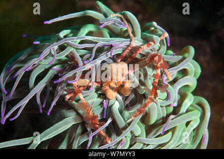 Sponge crab (Inachus sp) hiding in anemone, Channel Islands, UK June Stock Photo