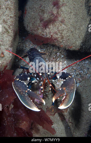 European lobster (Homarus gammarus) Channel Islands, UK July Stock Photo