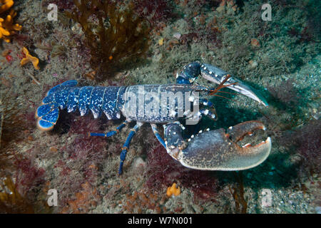 European lobster (Homarus gammarus) Channel Islands, UK July Stock Photo