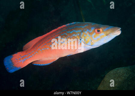 Cuckoo wrasse (Labrus mixtus) male profile, Channel Islands, UK August Stock Photo