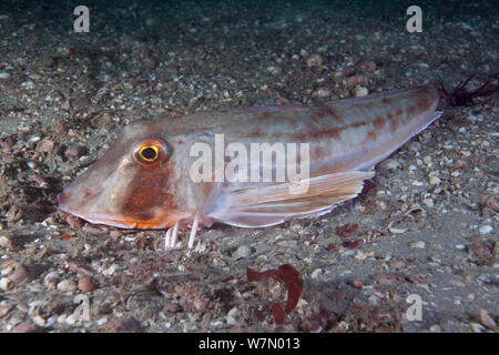 Sea robin / Grey gurnard (Eutrigla gurnardus) Channel Islands, UK August Stock Photo