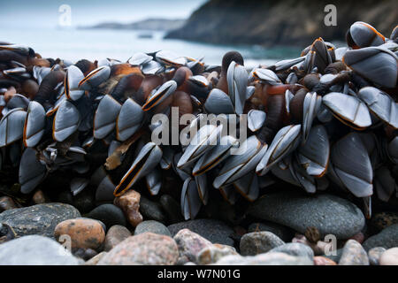 Goose barnacles (Lepas anatifera) on shore, at low tide, Channel Islands, UK January Stock Photo