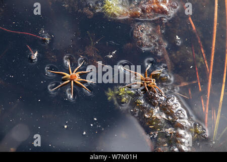 Raft spider (Dolomedes fimbriatus) male chasing female across water surface, Surrey, UK Stock Photo