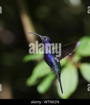 Violet sabrewing (Campylopterus hemileucurus) male hovering, Costa Rica