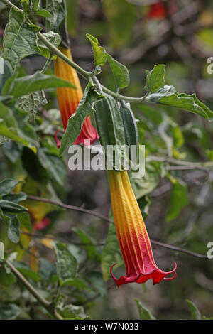 Red Angel's trumpet (Brugmansia sanguinea) flowers, Costa Rica. Stock Photo
