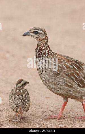 Crested Francolin (Dendroperdix sephaena) female, Samburu National Park ...