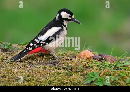 Female Great spotted woodpecker (Dendrocopos major) showing tongue whilst looking for fallen nuts on the ground on forest floor, Belgium, April Stock Photo