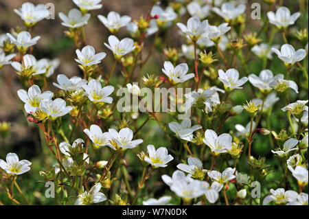 Mossy saxifrage (Saxifraga hypnoides) in flower, National Botanic Garden of Belgium, May Stock Photo