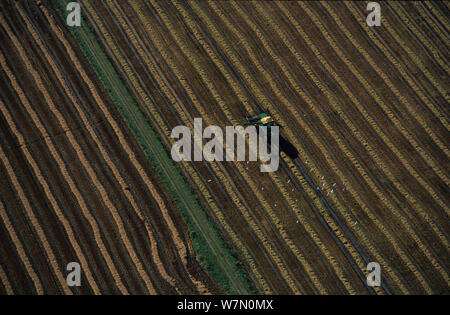 Aerial view of Cattle egrets (Bubulus ibis) following tractor in Rice field, autumn, Camargue, Southern France Stock Photo