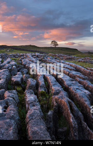 Limestone pavement on Malham Moor at dawn, Yorkshire Dales National Park, England, UK. October 2011. Stock Photo