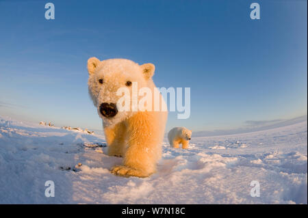 Two young Polar bears (Ursus maritimus) during the autumn freeze up, Barter Island, off the 1002 area of the Arctic National Wildlife Refuge, North Slope of the Brooks Range, Alaska, October 2011 Stock Photo