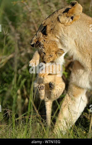 African lioness (Panthera leo) carrying young cub in mouth, Masai Mara National Reserve, Kenya