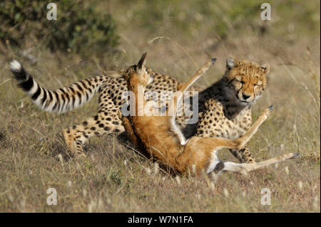 Cheetah (Acinonyx jubatus) catching Thomson's gazelle fawn (Eudorcas thomsoni) Masai Mara National Reserve, Kenya Stock Photo