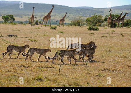 Cheetah (Acinonyx jubatus) mother carrying kill to shade for youngsters, with giraffes in background, Masai Mara National Reserve, Kenya Stock Photo