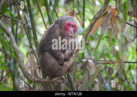 Stump-tailed Macaque (Macaca arctoides) portrait. Gibbon Wildlife sanctuary, Assam, India. Stock Photo
