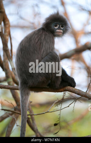 Phayre's Leaf Monkey ( Trachypithecus phayrei), Satchari National Park ...