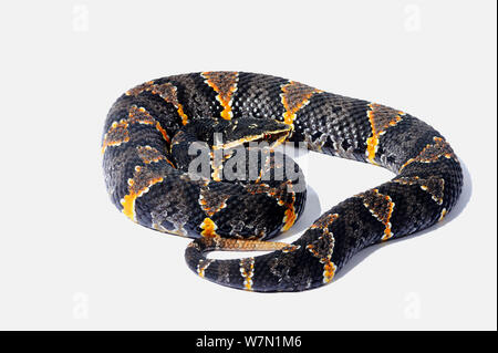 Mexican Moccasin / Cantil Snake (Agkistrodon bilineatus taylori) against white background. Endemic to Mexico. Stock Photo