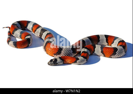 Grey-banded Kingsnake (Lampropeltis alterna) against white background. Endemic to south-west Texas south east New-Mexico and Chihuaha. Stock Photo