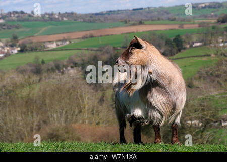 Pygmy goat (Capra hircus) with large beard calling on hillside pastureland, Wiltshire, UK, March. Stock Photo