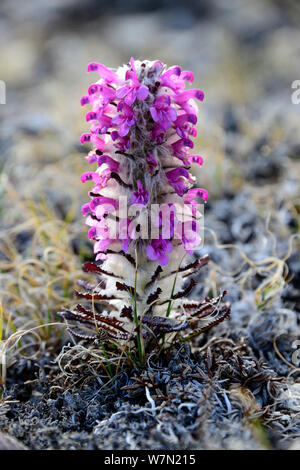 Woolly lousewort (Pedicularis lanata) flowering on tundra, Ellesmere Island, Nunavut, Canada, June 2012. Stock Photo