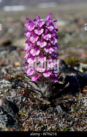 Woolly lousewort (Pedicularis lanata) flowering on tundra, Ellesmere Island, Nunavut, Canada, June 2012. Stock Photo